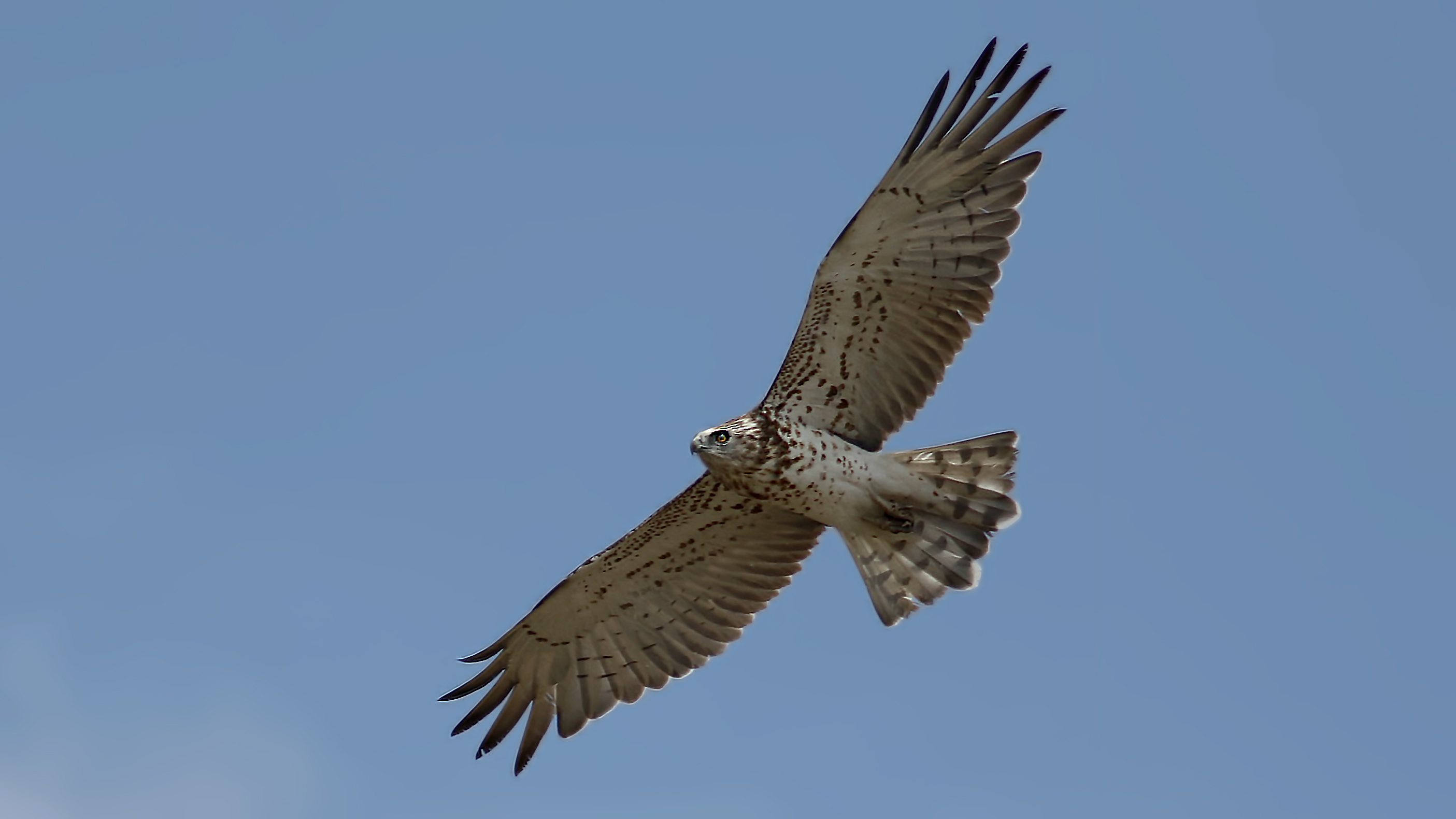 Short-toed Snake-Eagle